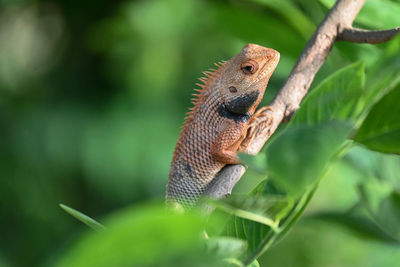 Close-up of lizard