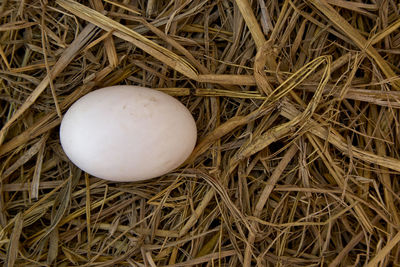 High angle view of egg in nest