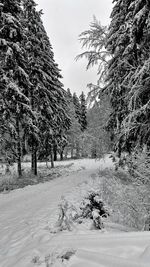 Trees on snow covered field against sky