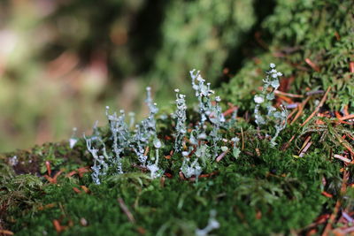 Close-up of frozen plants growing on land