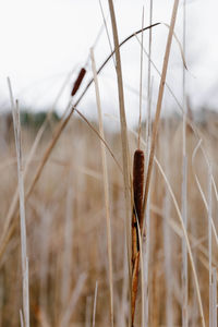 Close-up of dried plant on snow covered land