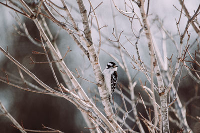 Close-up of a downy woodpecker in a tree