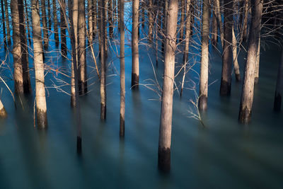 Trees standing in water