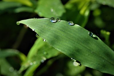 Close-up of water drops on leaves