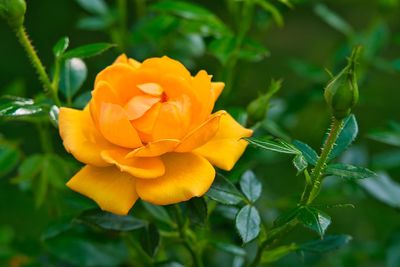 Close-up of yellow flowering plant