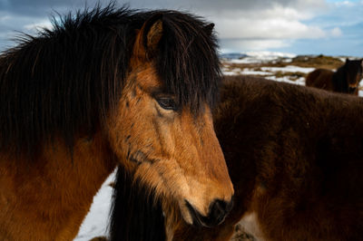 Close-up of horse