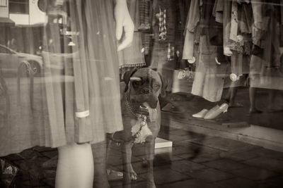 Dog in shop seen through glass window