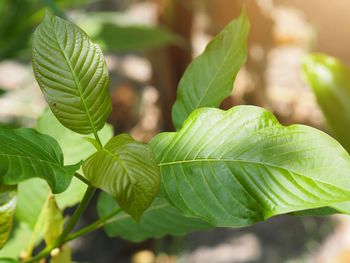 Close-up of green leaves