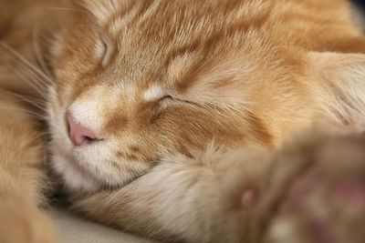 Close-up of cat sleeping