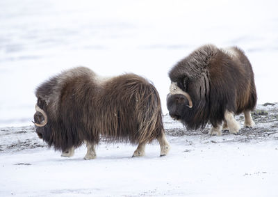 View of sheep on snow covered land