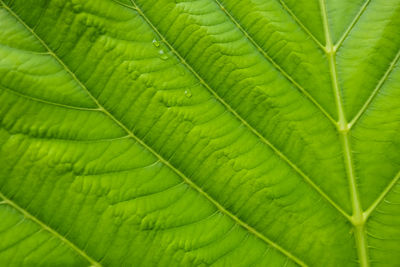 Full frame shot of green leaves