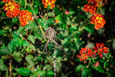 Close-up of spider on web