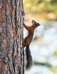 Close-up of squirrel on tree trunk