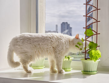 White cat looking through window at home