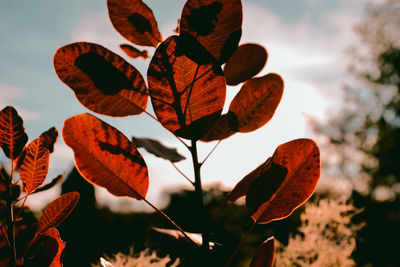 Close-up of orange leaves against sky