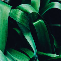 Close-up of succulent plant