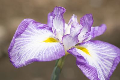 Close-up of purple iris