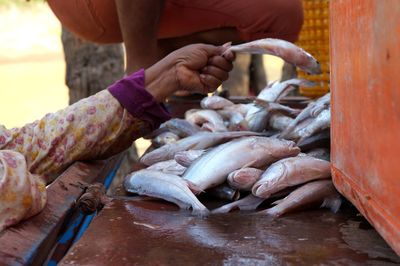 Midsection of person holding fish in container