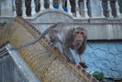 Monkey sitting on stone at temple 