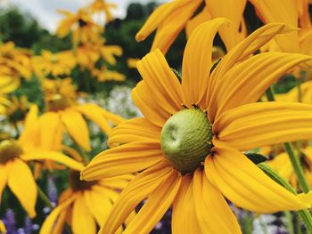 Close-up of yellow flowering plant