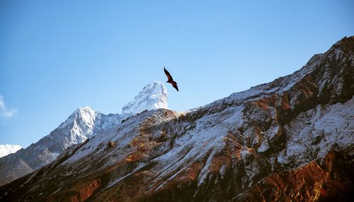 Low angle view of birds on snowcapped mountain against sky