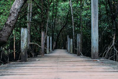 Empty footpath amidst trees in forest