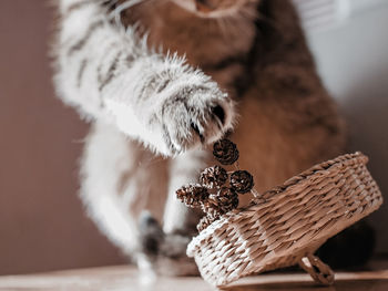 Mackerel tabby cat in defocus playing paw with alder cones close-up in straw basket. neutral palette