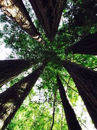 Low angle view of trees in forest