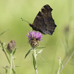 Close-up of butterfly pollinating on purple flower