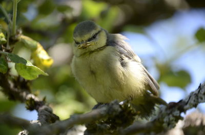 Close-up of bird perching on tree