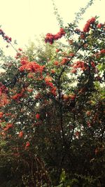 Low angle view of red flowering tree against sky