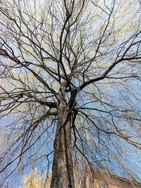 Low angle view of bare tree against sky