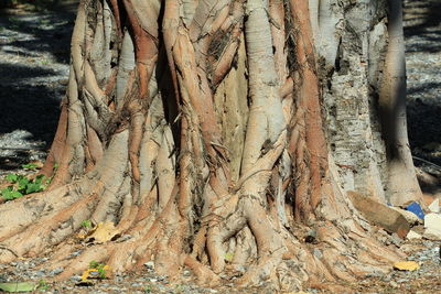 Close-up of tree trunk