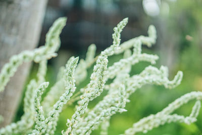 Close-up of fresh green plant