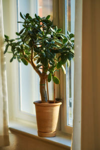 Potted plant on table at home