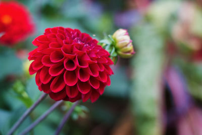 Close-up of flower blooming outdoors