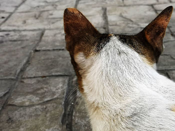 High angle view of dog on footpath