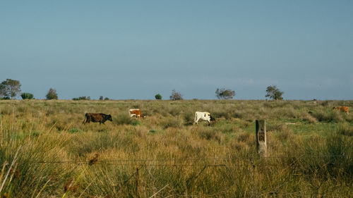 Horses grazing on grassy field