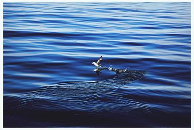 Duck in sea