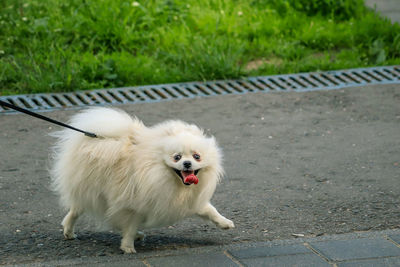 White dog on footpath