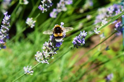 Close-up of bee on flower