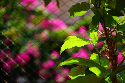 Close-up of plant growing outdoors