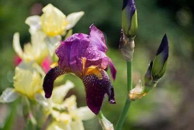 Close-up of raindrops on purple flowering plant