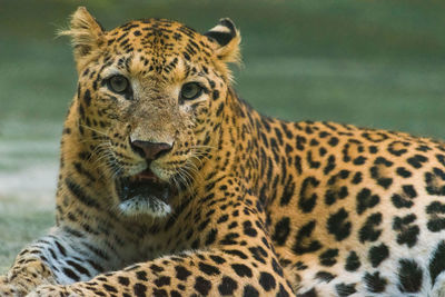 Close-up portrait of tiger