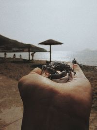 Cropped hand of person with crab at beach against sky