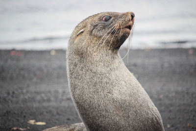 Close-up of an animal