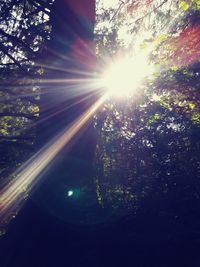 Sun shining through trees in forest