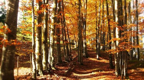 Trees in forest