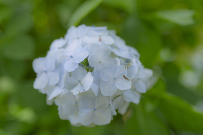 Close-up of white hydrangea flowers in park