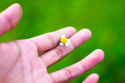 Close-up of insect on hand holding flower